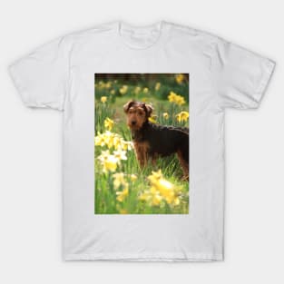 Welsh Terrier puppy amongst daffodils T-Shirt